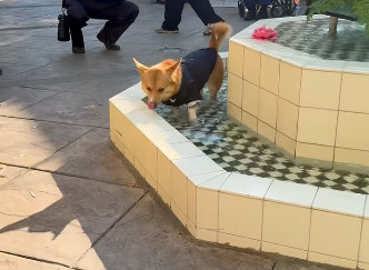 Korgi ukrao šou na venčanju: Skočio u fontanu i postao viralni hit (VIDEO)