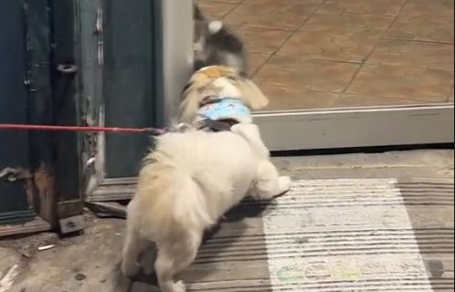 Kazna po zasluzi? Kada mačka ugleda psa kako prolazi pored prodavnice - reakcija postaje viralna (VIDEO)