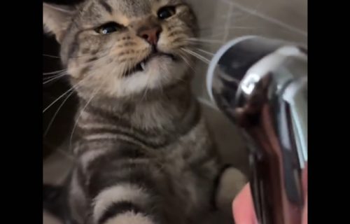 Mačka odbija da pije vodu iz činije: Ne interesuje je, a vlasnica mora da nađe rešenje, komično (VIDEO)