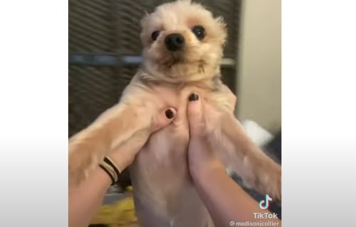 Kada viralno prelazi granicu: Veterinari upozoravaju na opasan TikTok trend sa ljubimcima