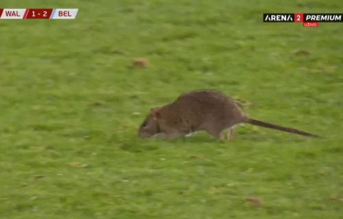 Malo je samo hteo da se istrči: Prekinuta utakmica između Velsa i Belgije, na teren upao - pacov