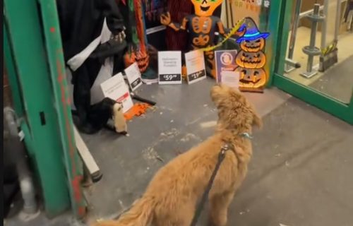 "Ovo je posebno strašno": Reakcija psa kada vidi jezivu dekoraciju je presmešna, lajkovi pljušte (VIDEO)