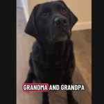 Snimak nasmejao milione: Labrador "poludeo od sreće" kad je čuo da ide kod babe i dede (VIDEO)