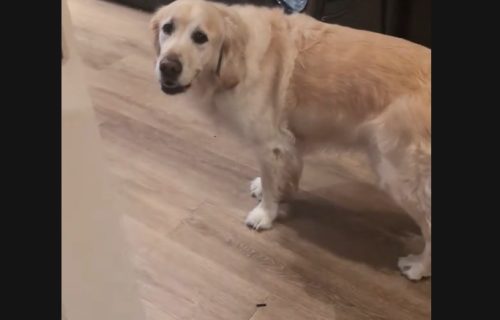 Upozorenje! Pas ima taj dar: Njemu ne može da promekne opasnost, a onda sve nasmeje (VIDEO)