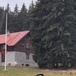 Golijom šeta "nepar": Prizor iz vica snimljen usred šume, svi se pitaju kako se to desilo