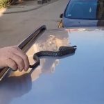 Vladicu zvali zbog "smrdljive" zmije koja leži na kolima: Njeno šištanje prepada ljude (VIDEO)