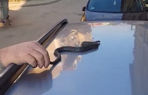 Vladicu zvali zbog "smrdljive" zmije koja leži na kolima: Njeno šištanje prepada ljude (VIDEO)