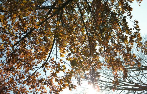Posle hladnog jutra sunčano vreme: Temperatura do 16 stepeni