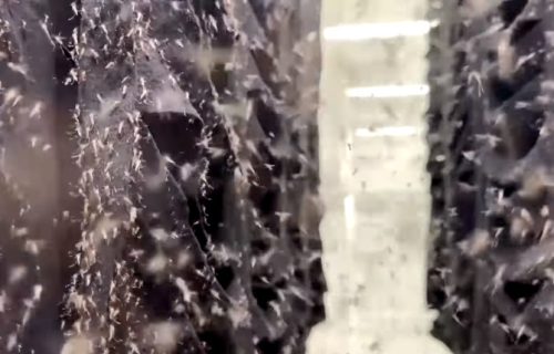 Otvorena najveća fabrika komaraca na svetu: Nedeljno izbaci 190 miliona krvopija (VIDEO)