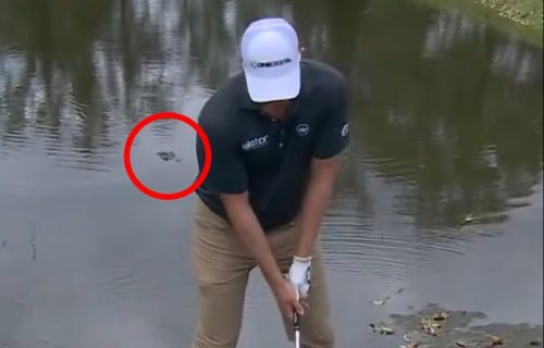Pogledao zver u oči i nastavio da igra: Golfer čeličnih živaca rizikovao život zbog udarca (VIDEO)