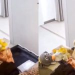 Evo kako zlatni retriver pomaže gazdi da spakuje kofer: Najvažniju stvar ubacio je na kraju (VIDEO)