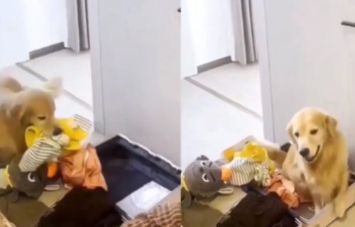 Evo kako zlatni retriver pomaže gazdi da spakuje kofer: Najvažniju stvar ubacio je na kraju (VIDEO)