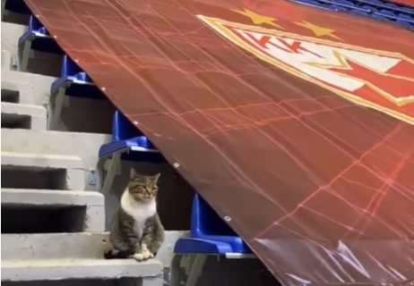 Tragikomedija: Nema kraja mukama u Zvezdi, sad se povredio i trener, a i mačka Ljubica, šta je sledeće?