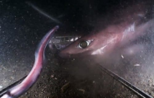 Misteriozne i bizarne ajkule pred istrebljenjem zbog krema za sunčanje i preparata za hemoroide