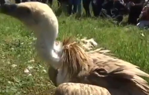 "Kralj srpskog neba" pronađen u teškom stanju u Iraku: Oporavlja se posle primljene terapije (FOTO)