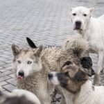 Prva zemlja, bez pasa lutalica na ulicama: Napuštanje pasa, ozbiljno krivično delo