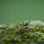 Mahovina preživela devet meseci u otvorenom svemiru i potpuno iznenadila naučnike