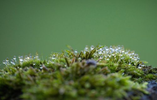Mahovina preživela devet meseci u otvorenom svemiru i potpuno iznenadila naučnike