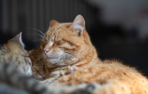 Napuštene mačke nisu više same: Na gradskim klupama čekaju ih drvene kućice sa jastucima