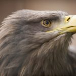 Tužna vest iz Libana: Srpski orao krstaš Feliks uhvaćen i prodat krijumčarima, sada traže otkup