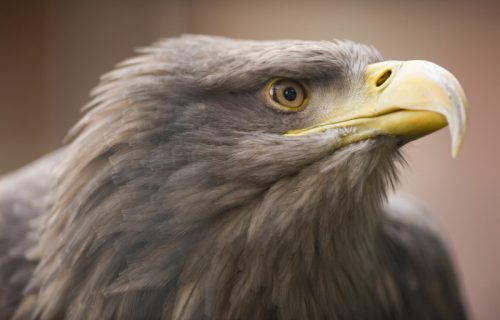 Tužna vest iz Libana: Srpski orao krstaš Feliks uhvaćen i prodat krijumčarima, sada traže otkup