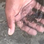 Ne zna da je na ivici smrti: Od snimka igre sa "slatkom životinjom" na plaži diže se kosa na glavi