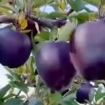 Da li biste probali crnu jabuku, poznatu kao “black diamond” (VIDEO)