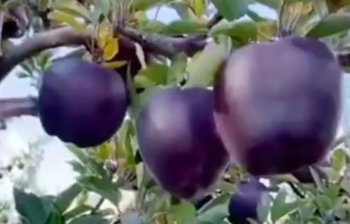 Da li biste probali crnu jabuku, poznatu kao “black diamond” (VIDEO)