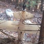 Lovac pronašao misterioznu letelicu: Evropol se hitno oglasio, policija i vojska na nogama!