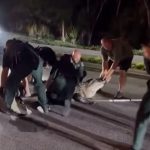 Policajci se rvali sa gigantskim aligatorom: Kapitalac dug 4,3 metra se isprečio nasred puta (VIDEO)