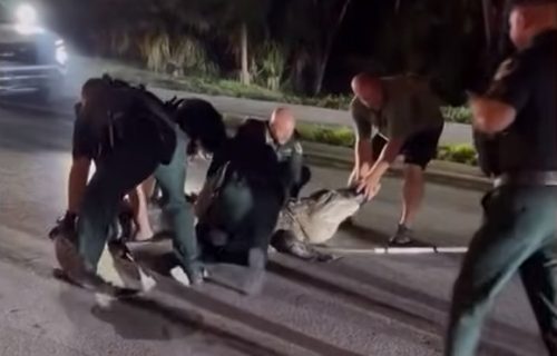 Policajci se rvali sa gigantskim aligatorom: Kapitalac dug 4,3 metra se isprečio nasred puta (VIDEO)
