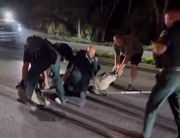 Policajci se rvali sa gigantskim aligatorom: Kapitalac dug 4,3 metra se isprečio nasred puta (VIDEO)