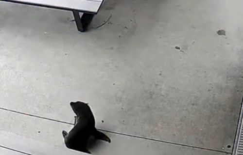 Beba foka ušla u pab, a onda krenuo cirkus: Od ranije je poznata "organima reda" (VIDEO)