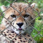 Obavljen vanredni inspekcijski nadzor u ZOO vrtu Palić: Evo šta kažu iz Ministarstva poljoprivrede