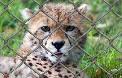 Obavljen vanredni inspekcijski nadzor u ZOO vrtu Palić: Evo šta kažu iz Ministarstva poljoprivrede
