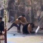 Izbio haos u zoo vrtu: Čuvar napravio veliku grešku, medved ga odmah oborio na zemlju (VIDEO)