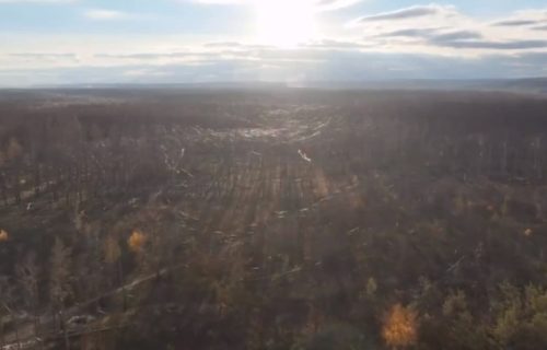 "Ovo je apokaliptično": Sablasna "paučina" prekriva polja i šume u Ukrajini i širi se u nedogled (VIDEO)