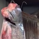 Kapitalac uhvaćen na Dunavu kod Smedereva: Poznati ribolovac se pohvalio ogromnim somom (VDIEO)