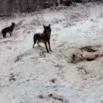 Zveri ćešće dolaze od ljudi: Zastrašujuća idila sela Planina kod Krupnja, surovih zima i huka mračne šume