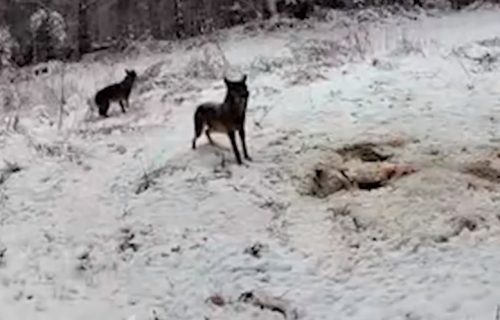 Zveri ćešće dolaze od ljudi: Zastrašujuća idila sela Planina kod Krupnja, surovih zima i huka mračne šume