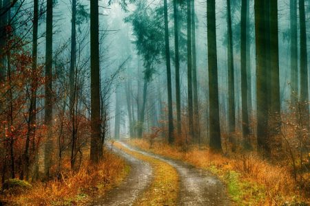Padaju modeli o klimatskim promenama: Naučnici otkrili da teza o drveću ne mora biti tačna