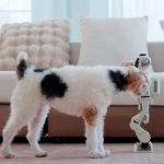 Inovacije koje će nas osvojiti: Od telefona za pse, do lizalica koje pevaju (VIDEO)