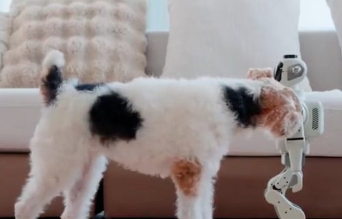 Inovacije koje će nas osvojiti: Od telefona za pse, do lizalica koje pevaju (VIDEO)