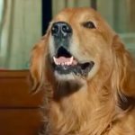 Mudar marketinški potez: Happy Meal za pse (VIDEO)