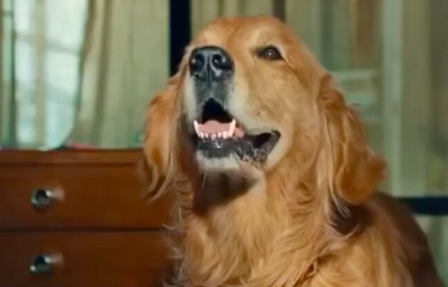 Mudar marketinški potez: Happy Meal za pse (VIDEO)