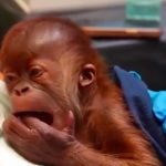 Zoološki vrt slavi dolazak novorođenčeda: Beba orangutana rođena carskim rezom (VIDEO)