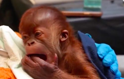 Zoološki vrt slavi dolazak novorođenčeda: Beba orangutana rođena carskim rezom (VIDEO)