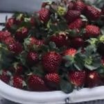 Mreže poludele za "crnim biserom": Čudna sorta jagoda osvaja svet, a cena je "prava sitnica" (VIDEO)