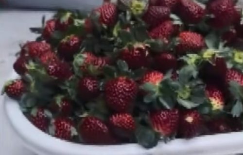 Mreže poludele za "crnim biserom": Čudna sorta jagoda osvaja svet, a cena je "prava sitnica" (VIDEO)