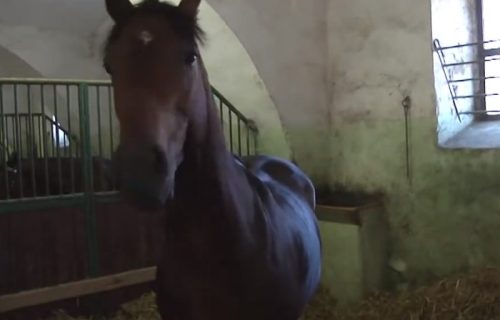 Potera za konjem Ramzana Kadirova: Oglasila se češka policija, čečenski lider pominjao i Ukrajince